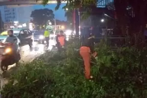 Hujan Angin, Batang Pohon 7 Meter Patah Tutup Jalan di Bogor