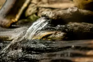 Apakah Anaconda Ada di Indonesia? Yuk Cek Faktanya