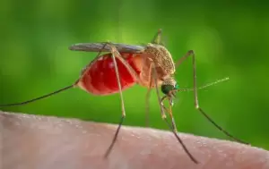 Gantikan Jarum, Ilmuwan Gunakan Nyamuk untuk Suntikkan Vaksin ke Manusia