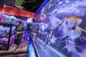 Menteri Trenggono Ingin Indonesia Jadi Champion Ikan Hias di Pasar Dunia