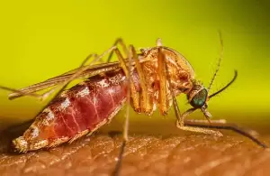 Waspada, Ditemukan 2 Spesies Nyamuk Baru Terkait Penyebaran Malaria Cerebral