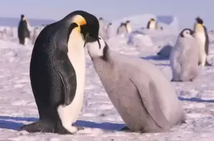 Populasi Turun Tajam Akibat Perubah Iklim, Penguin Kaisar Masuk Daftar Spesies yang Terancam
