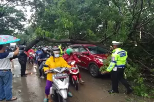Pohon Tumbang di JORR Cengkareng Timbulkan Kemacetan