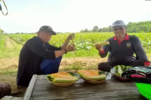 KTNA Nilai Food Estate di Kalteng Dongkrak Pendapatan Petani