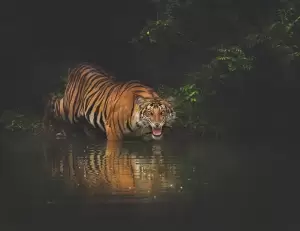 Ahli Tegaskan Jejak Keberadaan Harimau Jawa Tak Bisa Disanggah
