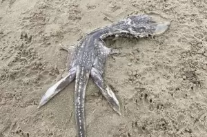 Misteri Bangkai Bayi Loch Ness di Pantai Poole Terpecahkan