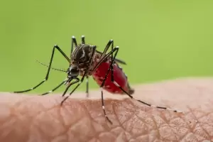 Ngeri, Nyamuk Demam Berdarah kini Makin Kebal dan Kuat