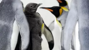 Penguin dan 65 Spesies Hewan Antartika Akan Punah Lebih Cepat