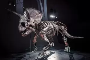 Deretan Tempat yang Banyak Ditemukan Fosil Dinosaurus, dari Amerika Utara hingga China