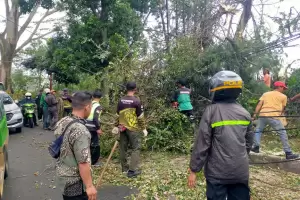 Diterpa Angin Kencang, Pohon di Jalan TB M Falak Bogor Tumbang