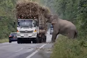 Aksi Menggemaskan Gajah-Gajah Preman Pemalak Truk Pengangkut Tebu
