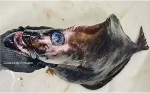 Ditangkap di Rusia, Ikan Alien Ini Bikin Geger Banyak Orang