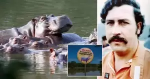 Pemindahan 70 Kuda Nil Pablo Escobar Butuh Biaya Rp52,4 Miliar