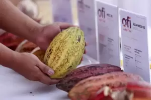 Amerika Siapkan Rp123 Miliar untuk Latih 6.500 Petani Kakao dan Kopi Kecil di Indonesia