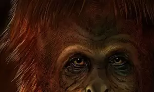 Ilmuwan Jerman Yakin Hutan Indonesia Pernah Dihuni Monyet Setinggi 3 Meter