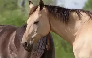 Bagaimana Kuda Bisa Tidur Berdiri Tanpa Terjatuh? Ini Jawabannya