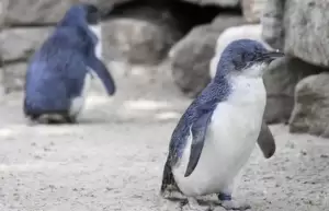 Fosil Penguin Terkecil Ditemukan di Selandia Baru, Pernah Hidup 3 Juta Tahun Lalu