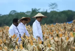 Lahan Food Estate di Papua Bakal Diperluas Jadi 2.500 Hektare Tahun Depan