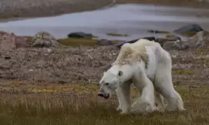Ilmuwan Pastikan Angka Populasi Beruang Kutub Menurun Drastis