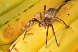 Ilmuwan Sulap Racun Laba-laba Jadi Obat Kuat Alami untuk Pria Impoten