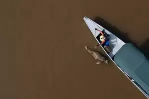 Sungai Amazon Kering, Ratusan Lumba-Lumba Mati 