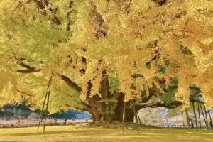 Monumen Nasional Korsel, Pohon Ginkgo Terindah di Bumi Berusia 860 Tahun