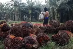 Dukung Petani Raih Sertifikasi ISPO dan RSPO, Provinsi Aceh Luncurkan Peta Jalan Kelapa Sawit Berkelanjutan