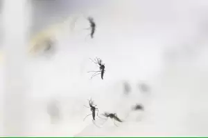 Apa Itu Nyamuk Wolbachia? Kenali Pengertian dan Cara Kerjanya