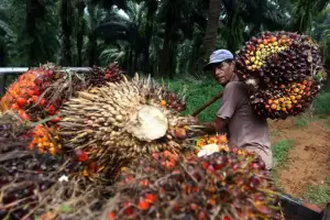 Lindungi Industri Kelapa Sawit RI, Menko Airlangga Bersama Malaysia Menggedor Pintu UE