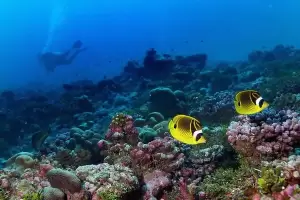 Ini yang Terjadi Jika Semua Ikan di Lautan Hilang