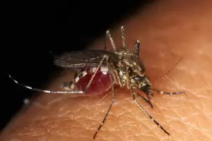 Mengapa Nyamuk Suka Gigit Orang dengan Golongan Darah O?