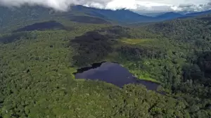 Indonesia Berhasil Turunkan Tingkat Deforestasi hingga 65%