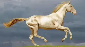 Akhal-Teke Ras Kuda Terindah yang Dipercaya Berasal dari Surga