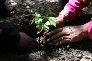 Peduli Lingkungan, WIKA Tanam Pohon Langka Endemik di Wikasatrian Bogor