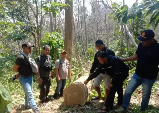 Angkut Kayu Curian dengan Motor, Pelaku Illegal Logging di Malang Diringkus Polisi
